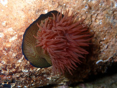 Actinia striata