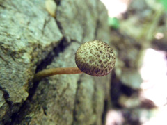Cystoagaricus hirtosquamulosus