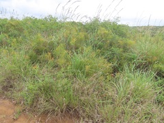 Searsia kwazuluana