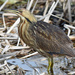 American Bittern - Photo (c) Mike Mosser, some rights reserved (CC BY-NC), uploaded by Mike Mosser