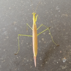 Eumusonia