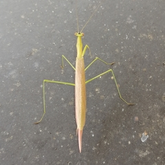 Eumusonia