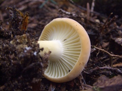 Lactifluus