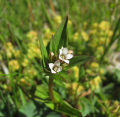 Gentianella umbellata