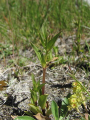Gentianella umbellata