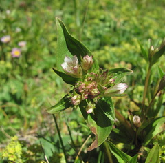 Gentianella umbellata