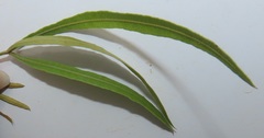 Searsia kwazuluana