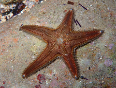 Astropecten spinulosus