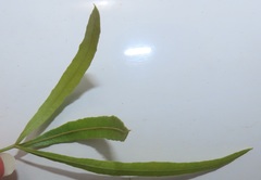 Searsia kwazuluana