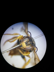 Icteranthidium grohmanni