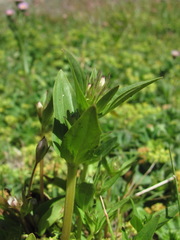 Gentianella umbellata