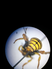 Icteranthidium grohmanni