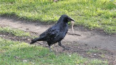 Corvus corone