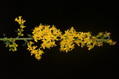 Solidago sphacelata