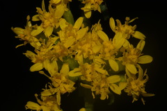 Solidago sphacelata