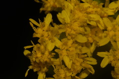 Solidago sphacelata