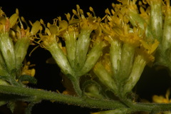 Solidago sphacelata