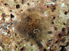 Dendrodoris grandiflora