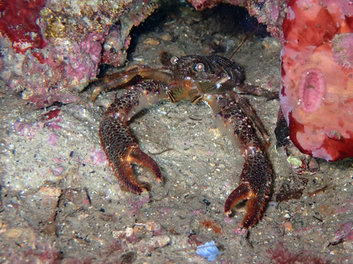Black Squat Lobster, photo 2 of 10
