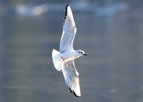 Mouette de Bonaparte