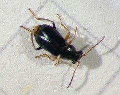 Ebaeus flavicornis