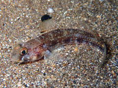 Gobius roulei