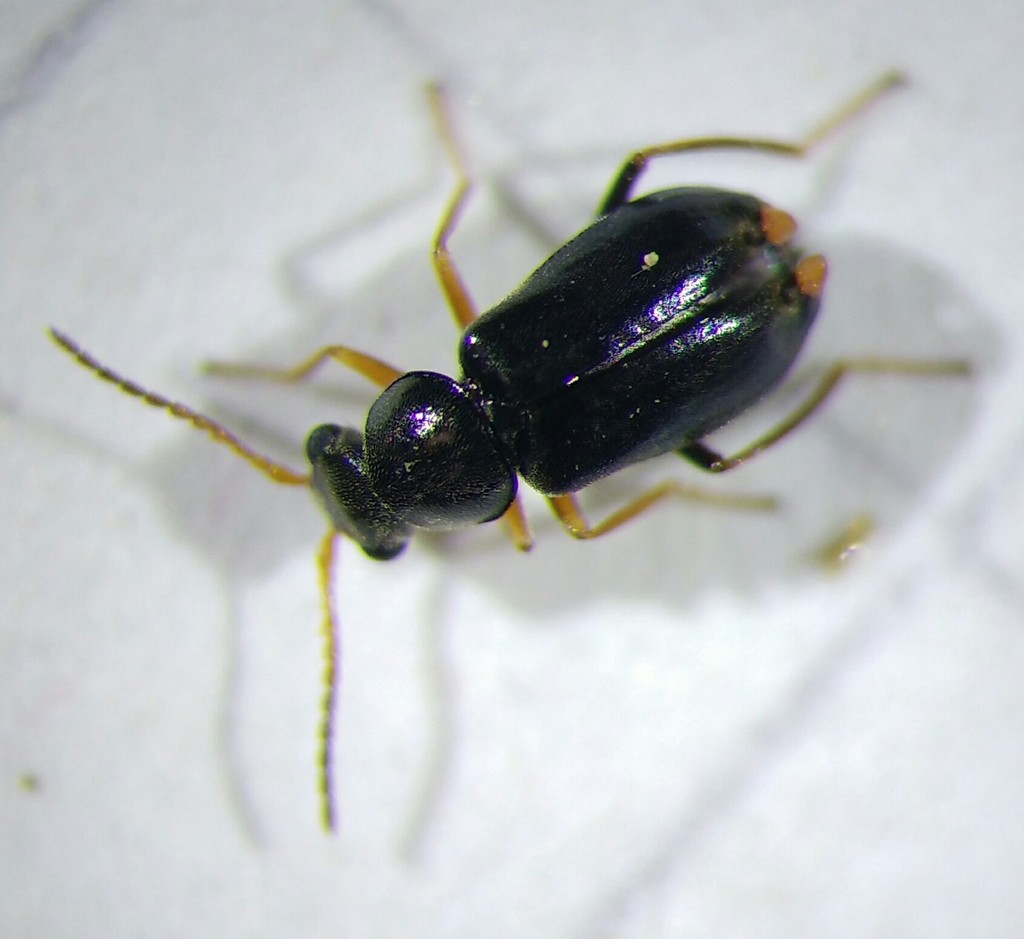 Ebaeus flavicornis