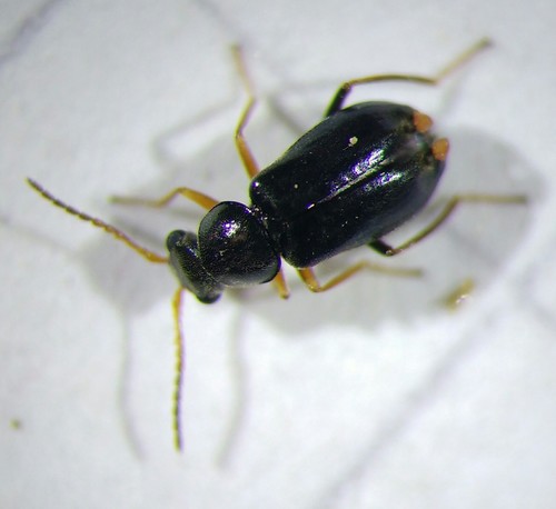 Ebaeus flavicornis