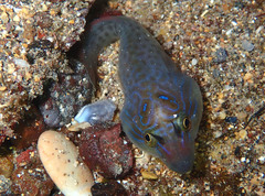 Lepadogaster lepadogaster