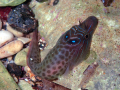 Lepadogaster lepadogaster