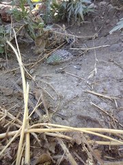 Bothrops ammodytoides