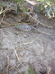 Bothrops ammodytoides