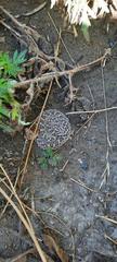 Bothrops ammodytoides