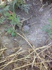 Bothrops ammodytoides