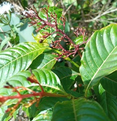 Palicourea crocea