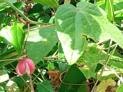 Passiflora rubra