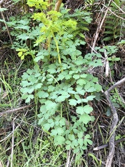 Thalictrum fendleri polycarpum