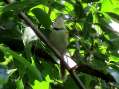 Apalis ruddi