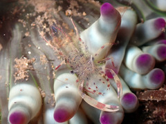 Periclimenes aegylios