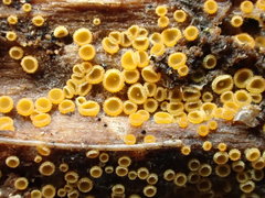 Arachnopeziza trabinelloides