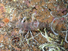 Periclimenes amethysteus