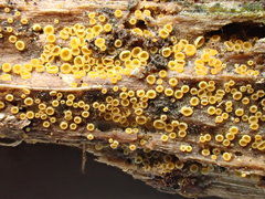 Arachnopeziza trabinelloides