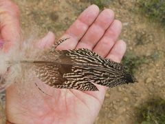 Otidiformes