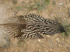Otidiformes