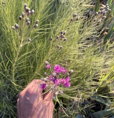 Vernonanthura nudiflora