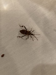 Leptoglossus clypealis