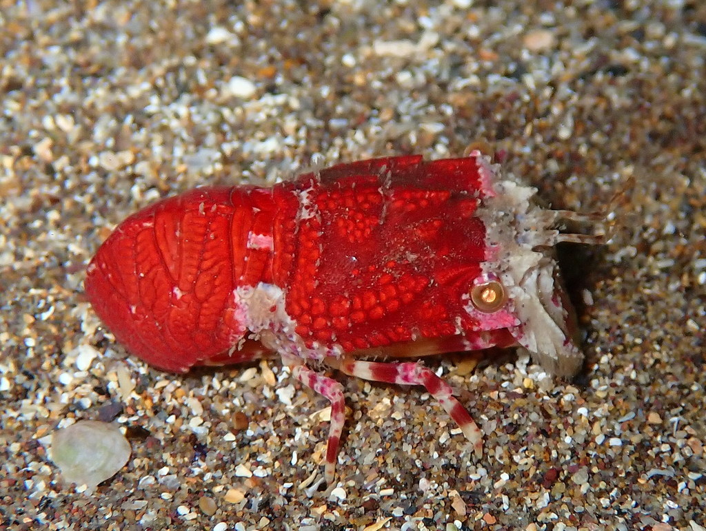 Scyllarus pygmaeus
