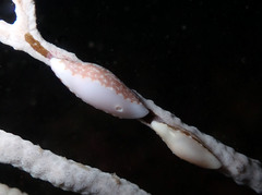 Simnia spelta