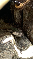 Australolacerta australis