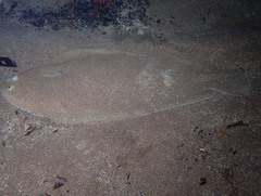 Solea senegalensis